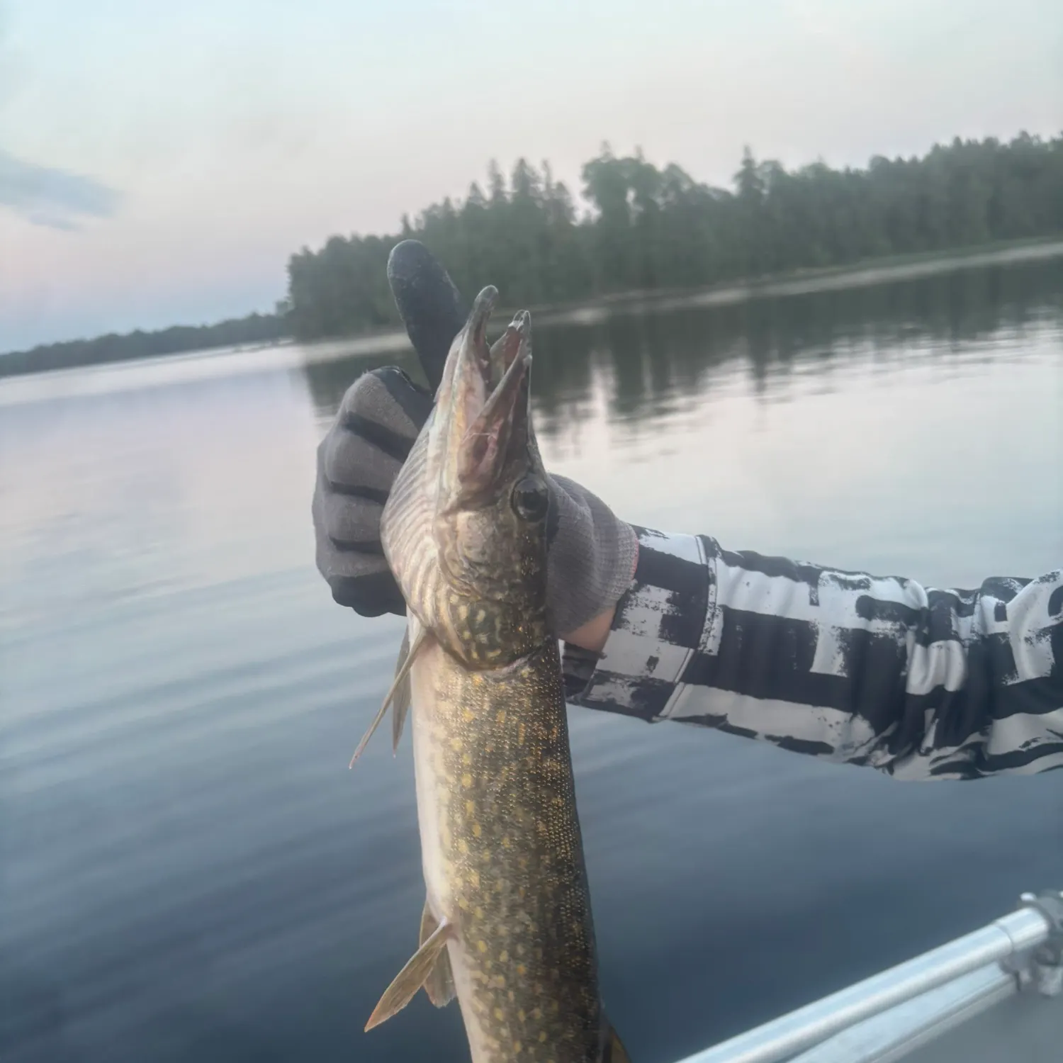 Northern pike caught on Fishbrain