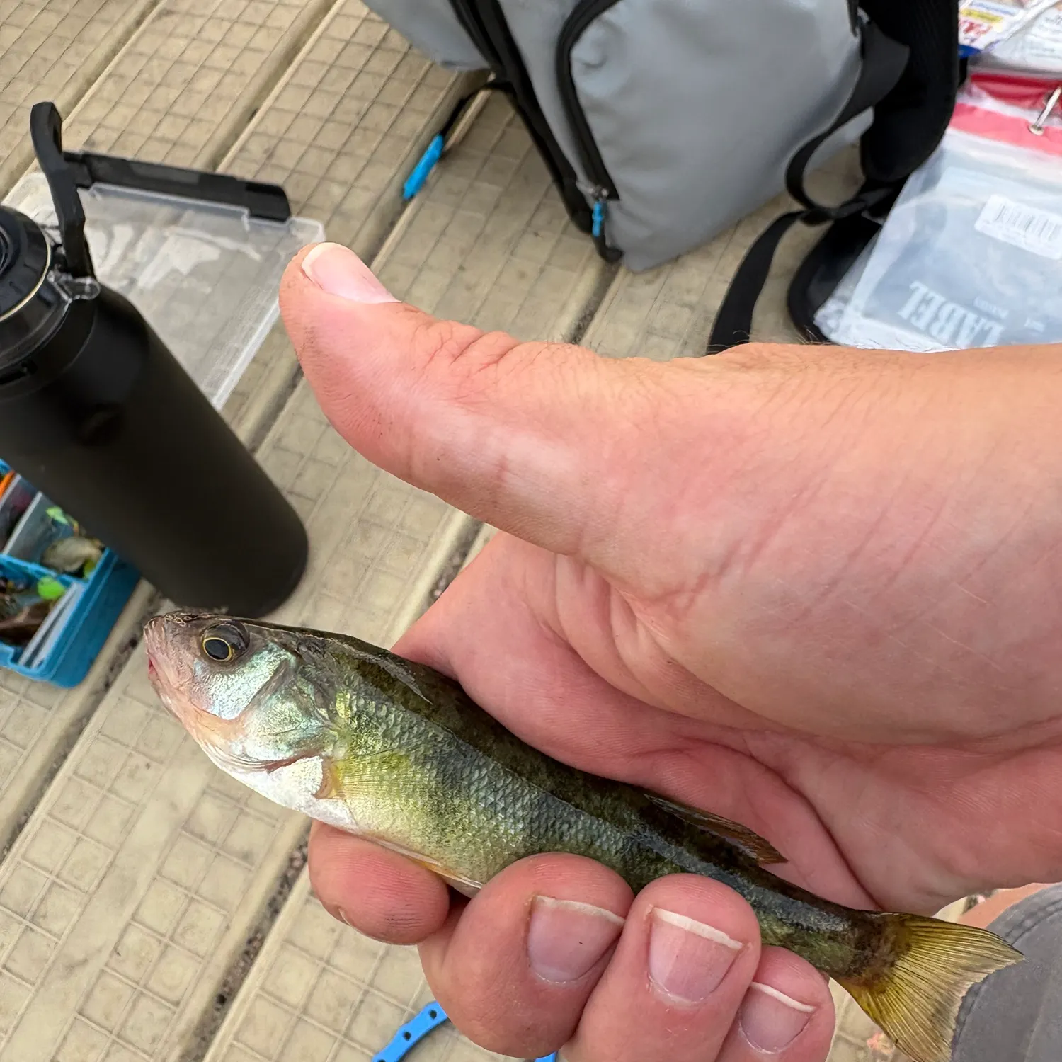 Yellow perch caught on Fishbrain