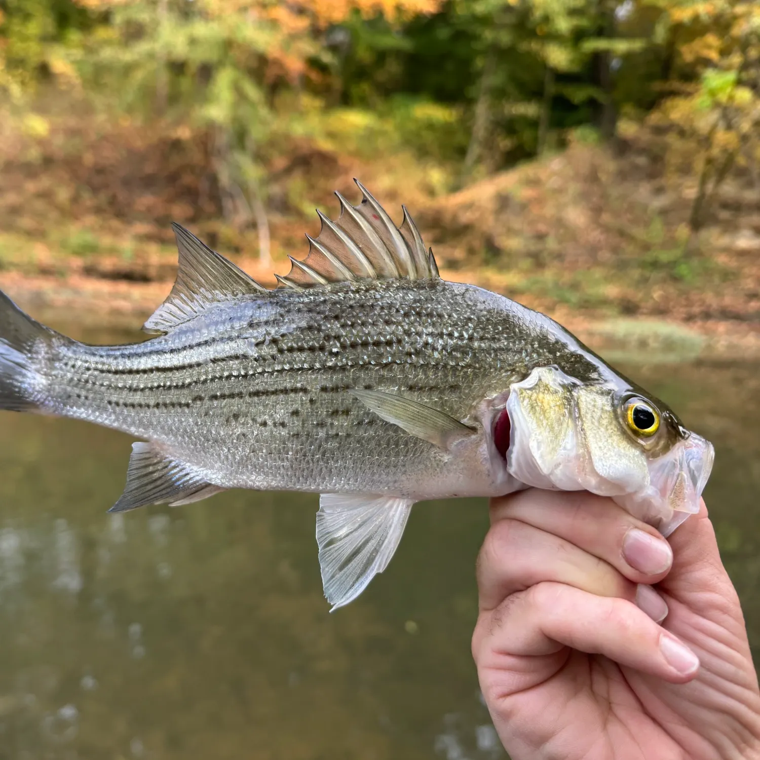 Wiper caught on Fishbrain
