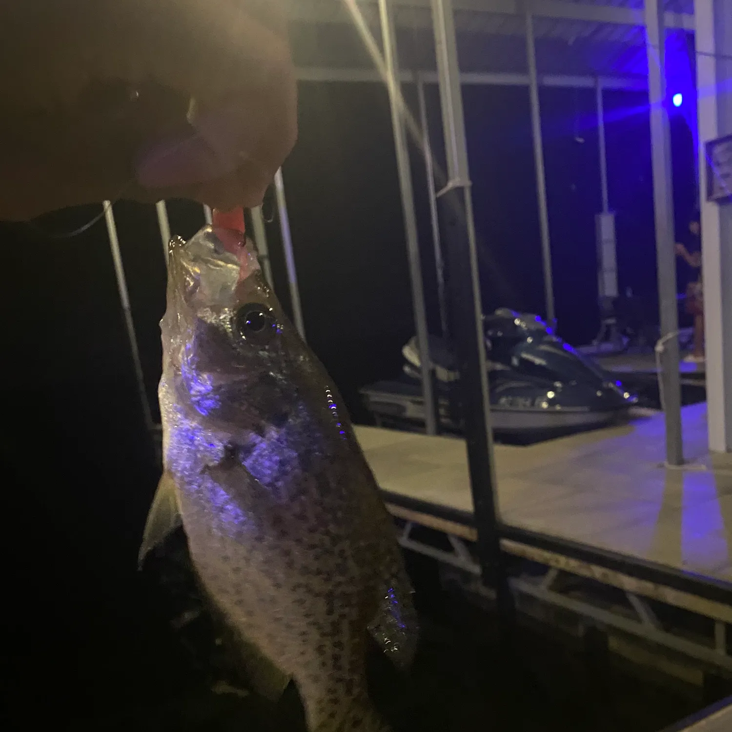 Black crappie caught on Fishbrain