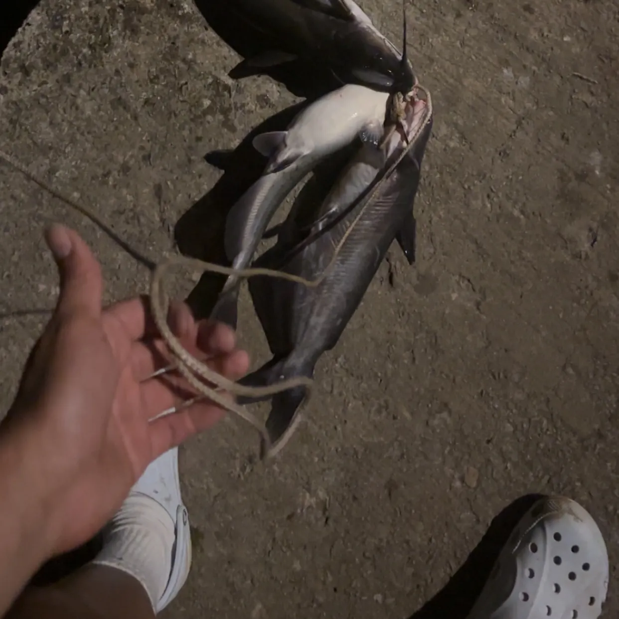 catch