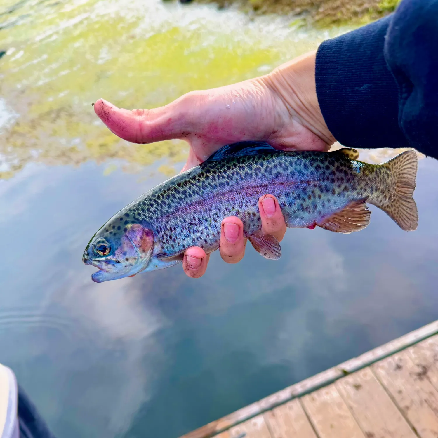 Rainbow trout caught on Fishbrain