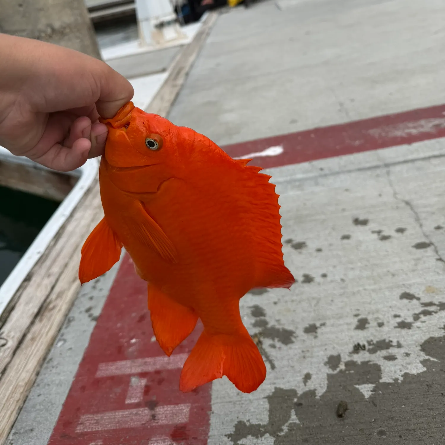 The most recent Garibaldi damselfish catches on Fishbrain
