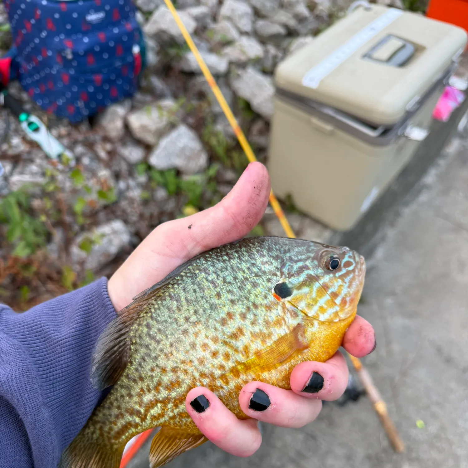 Pumpkinseed caught on Fishbrain