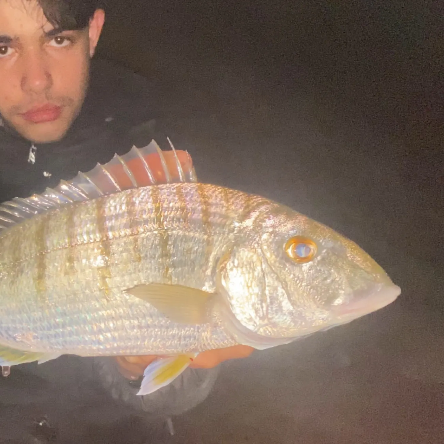 The most recent Striped seabream catches on Fishbrain