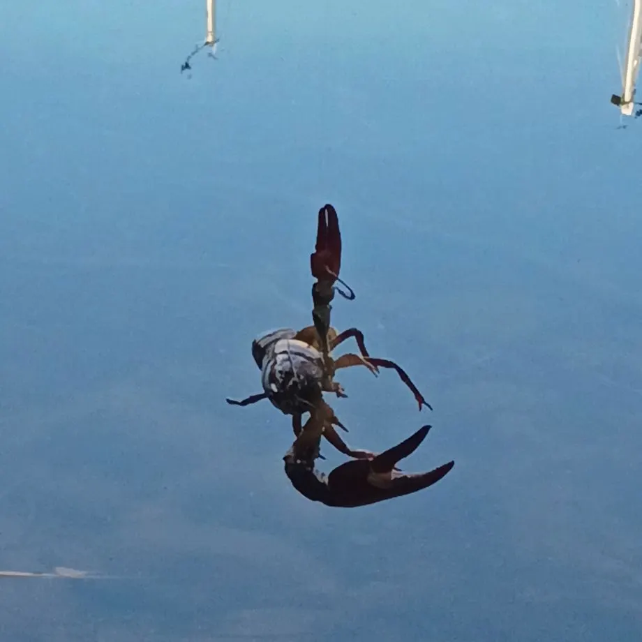 Fish caught on Fishbrain