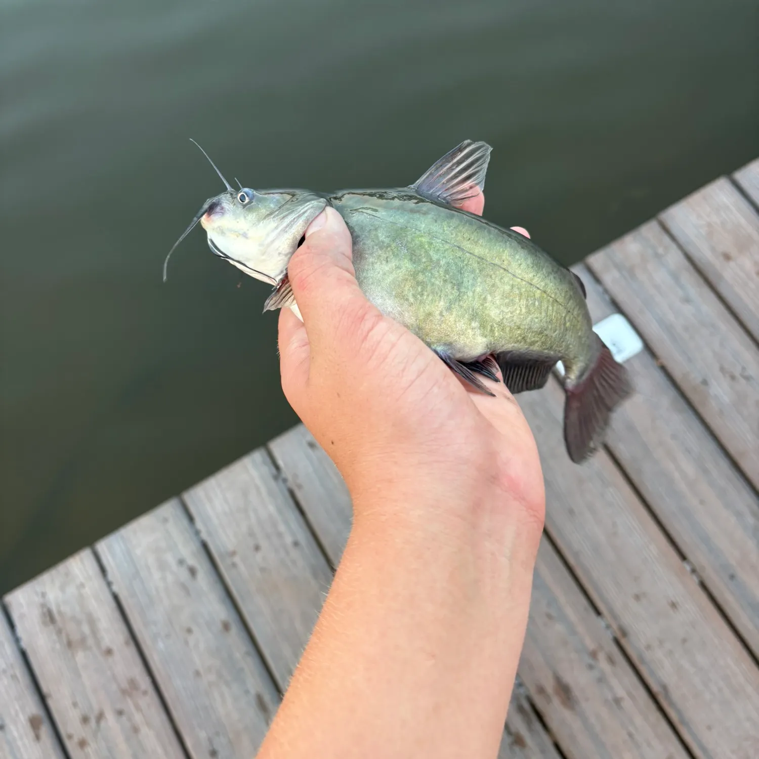 Yellow bullhead caught on Fishbrain