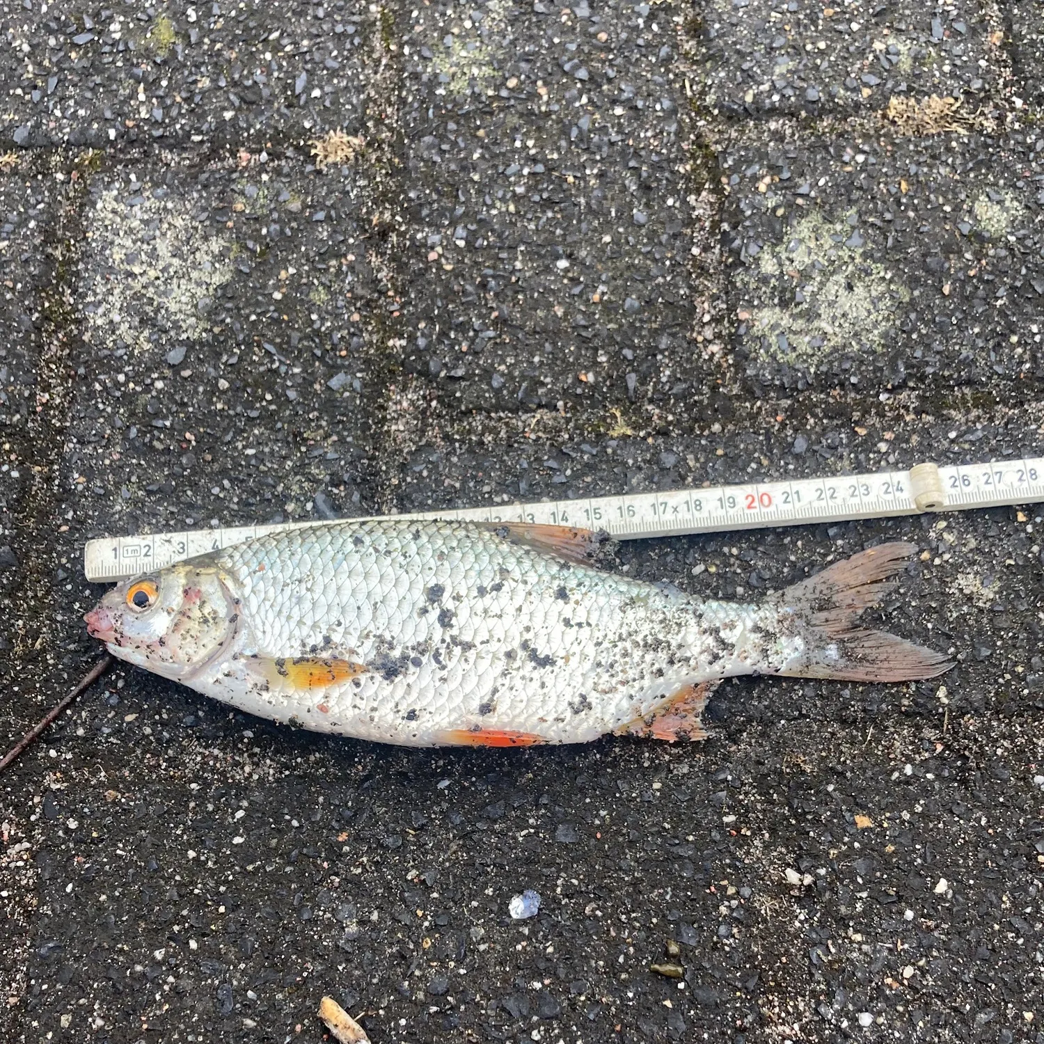 Common roach caught on Fishbrain