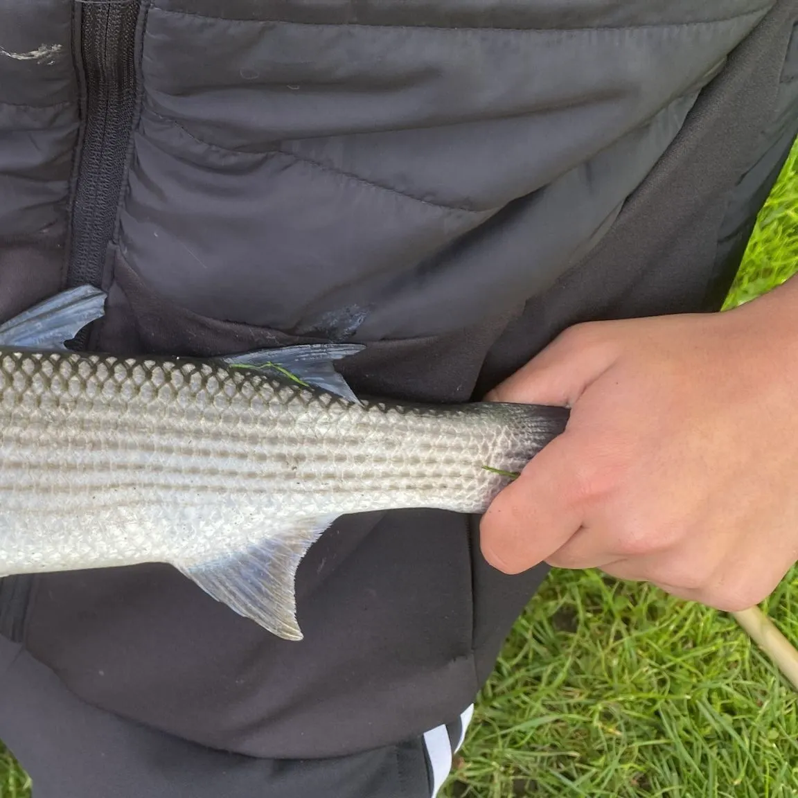 The most recent South African striped mullet catches on Fishbrain