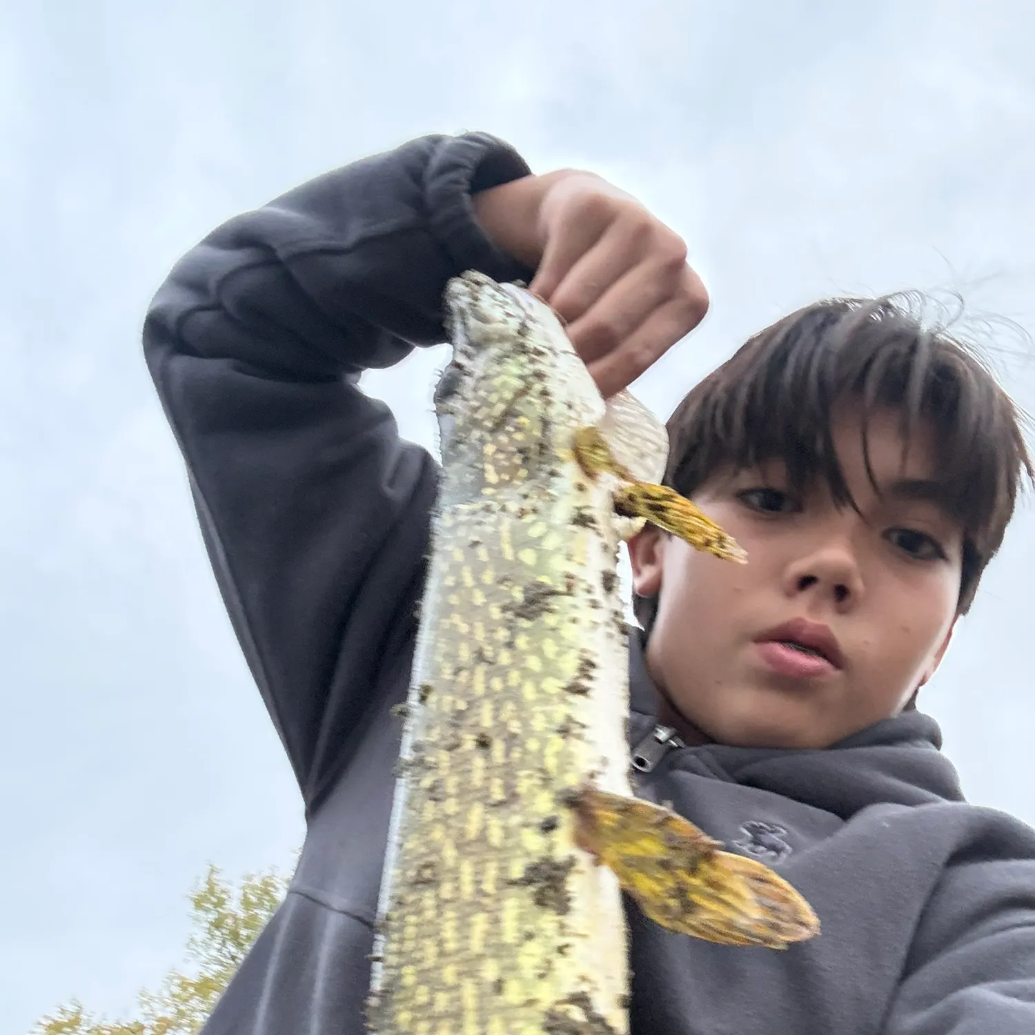 Northern pike caught on Fishbrain