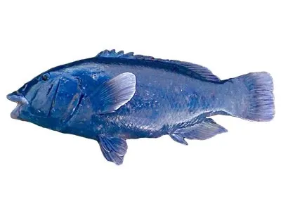 Eastern blue groper