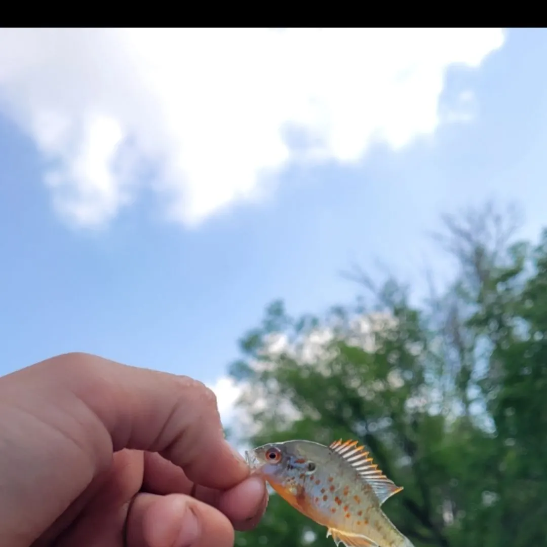 The most recent Orangespotted sunfish catches on Fishbrain
