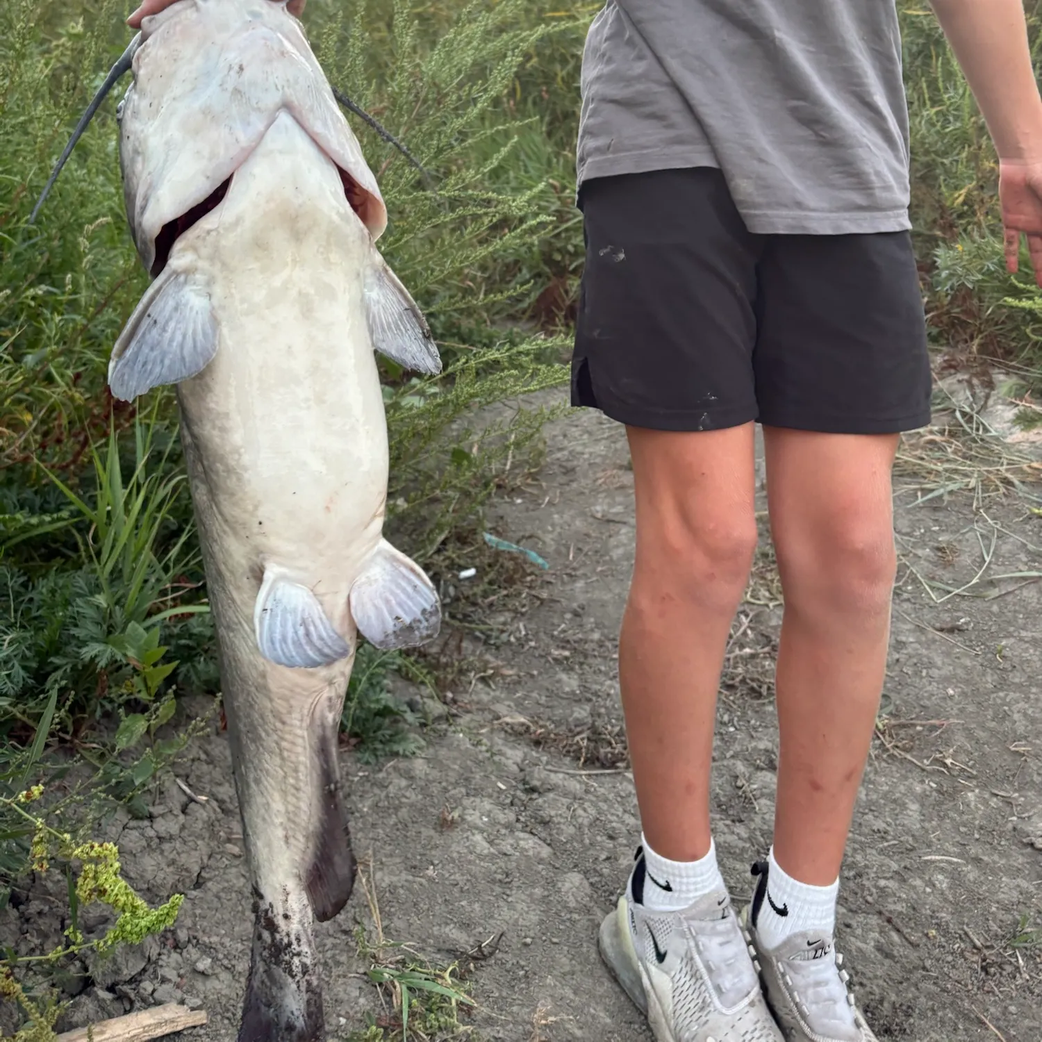 Channel catfish caught on Fishbrain