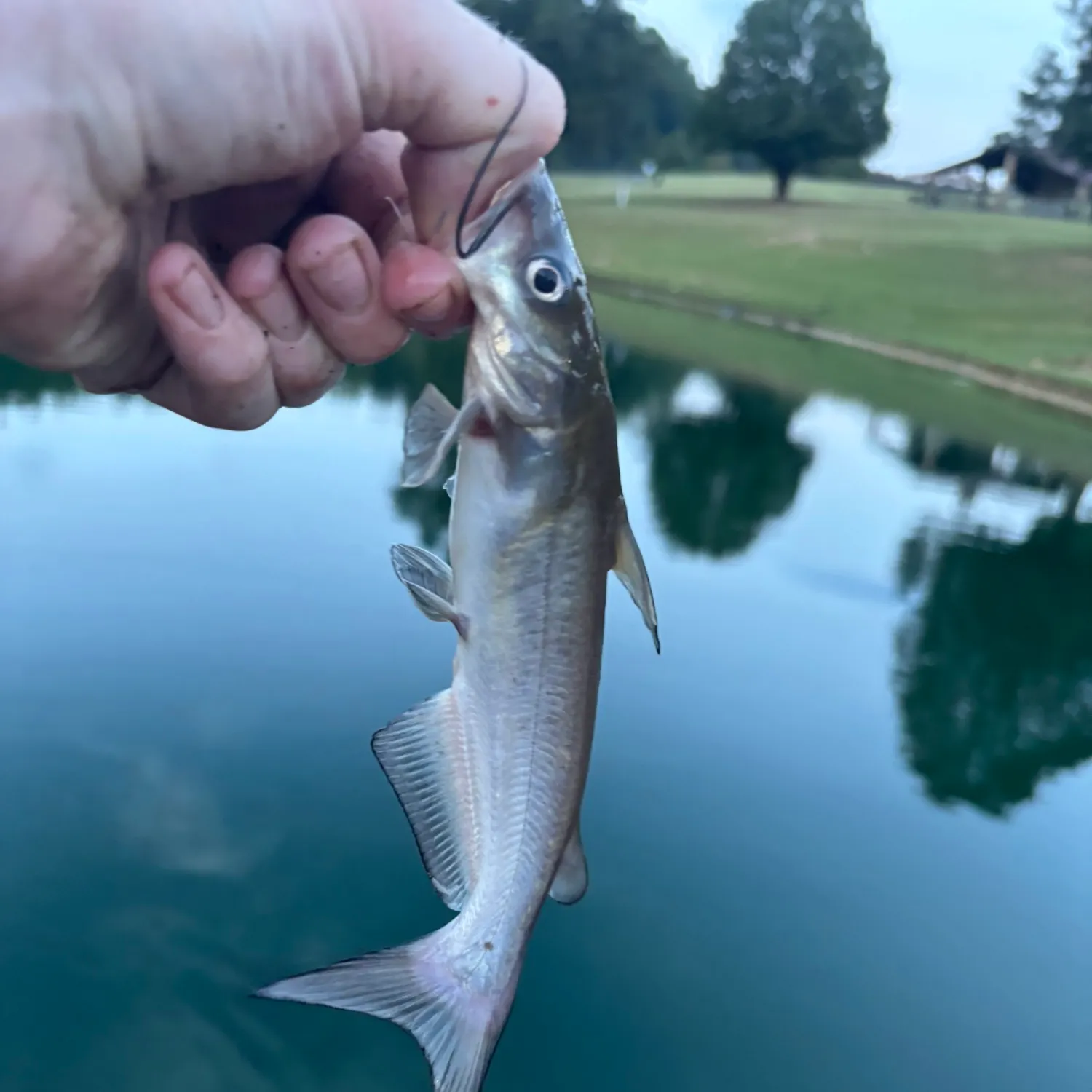 Channel catfish caught on Fishbrain