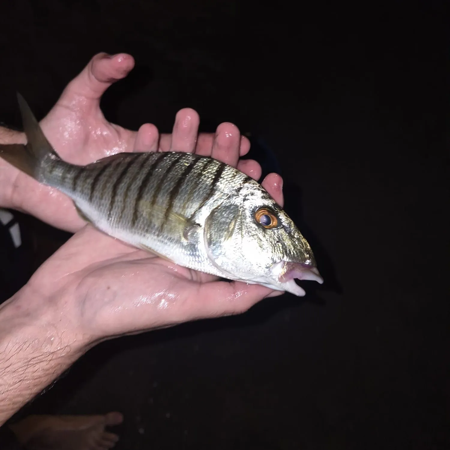 The most recent Striped seabream catches on Fishbrain