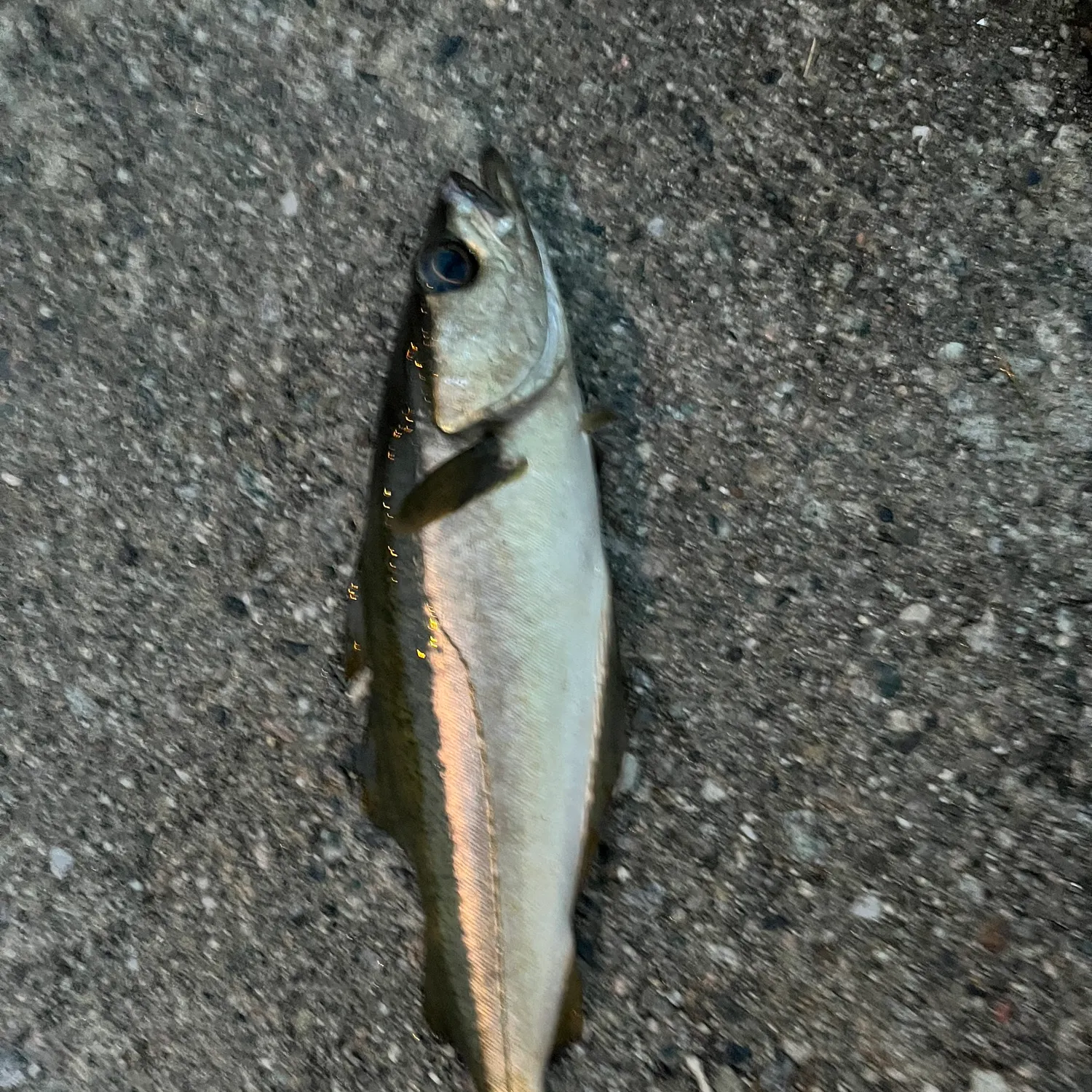 Pollack caught on Fishbrain