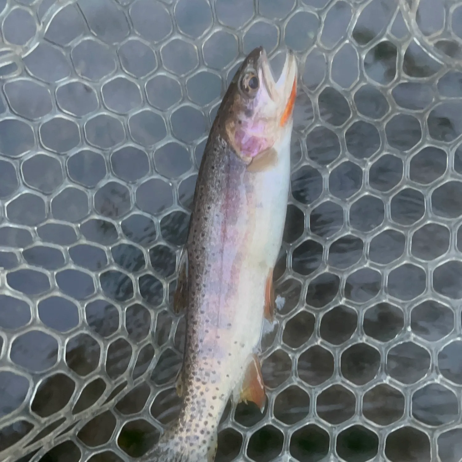 Bear River cutthroat trout caught on Fishbrain