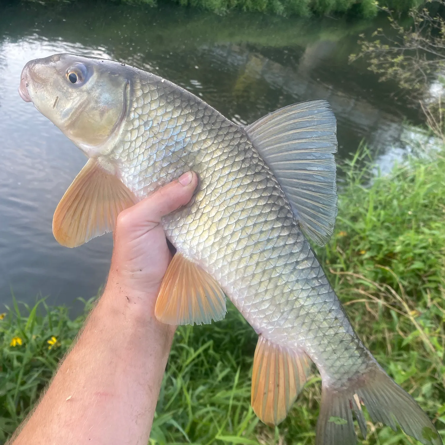 Silver redhorse caught on Fishbrain