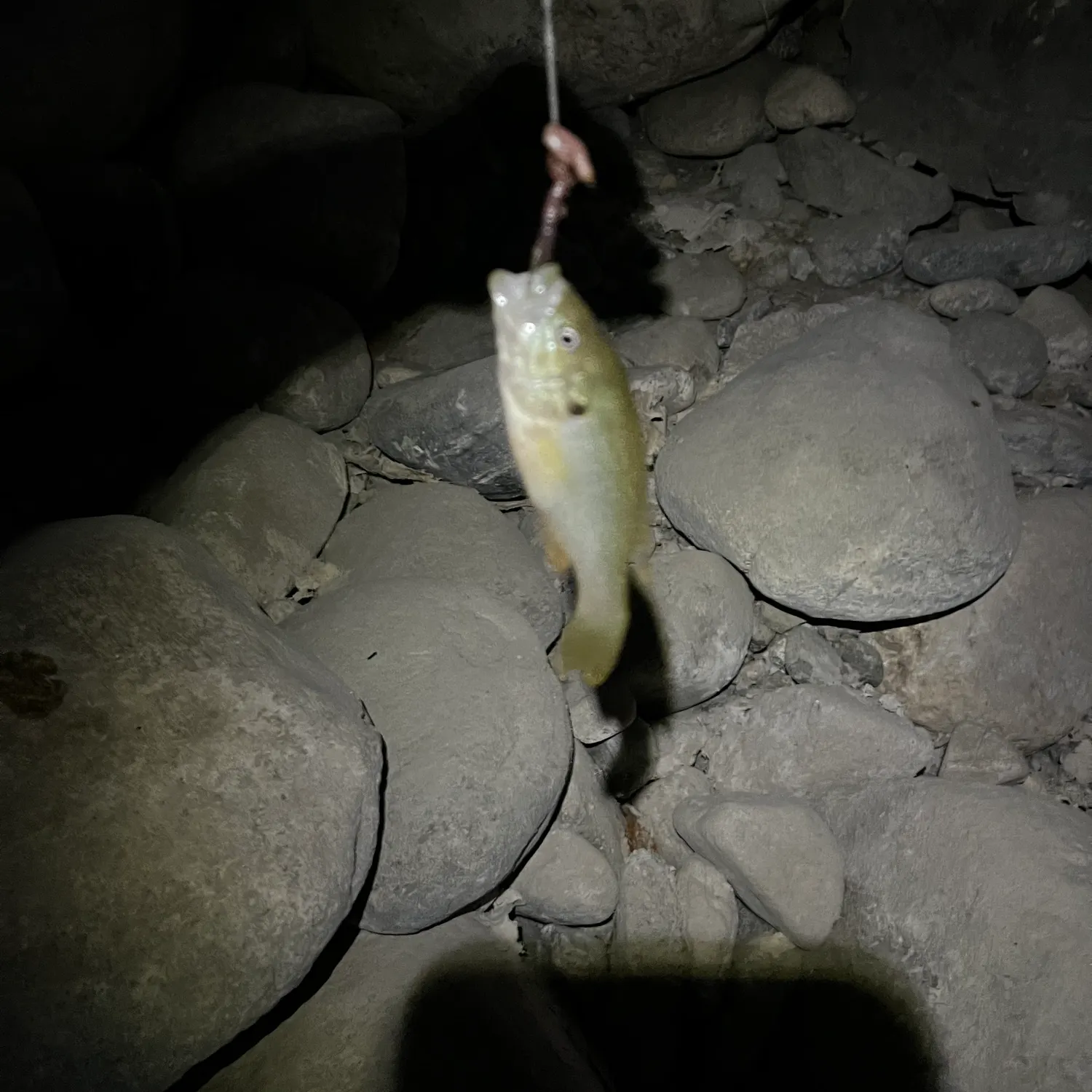 The most recent Moses perch catches on Fishbrain
