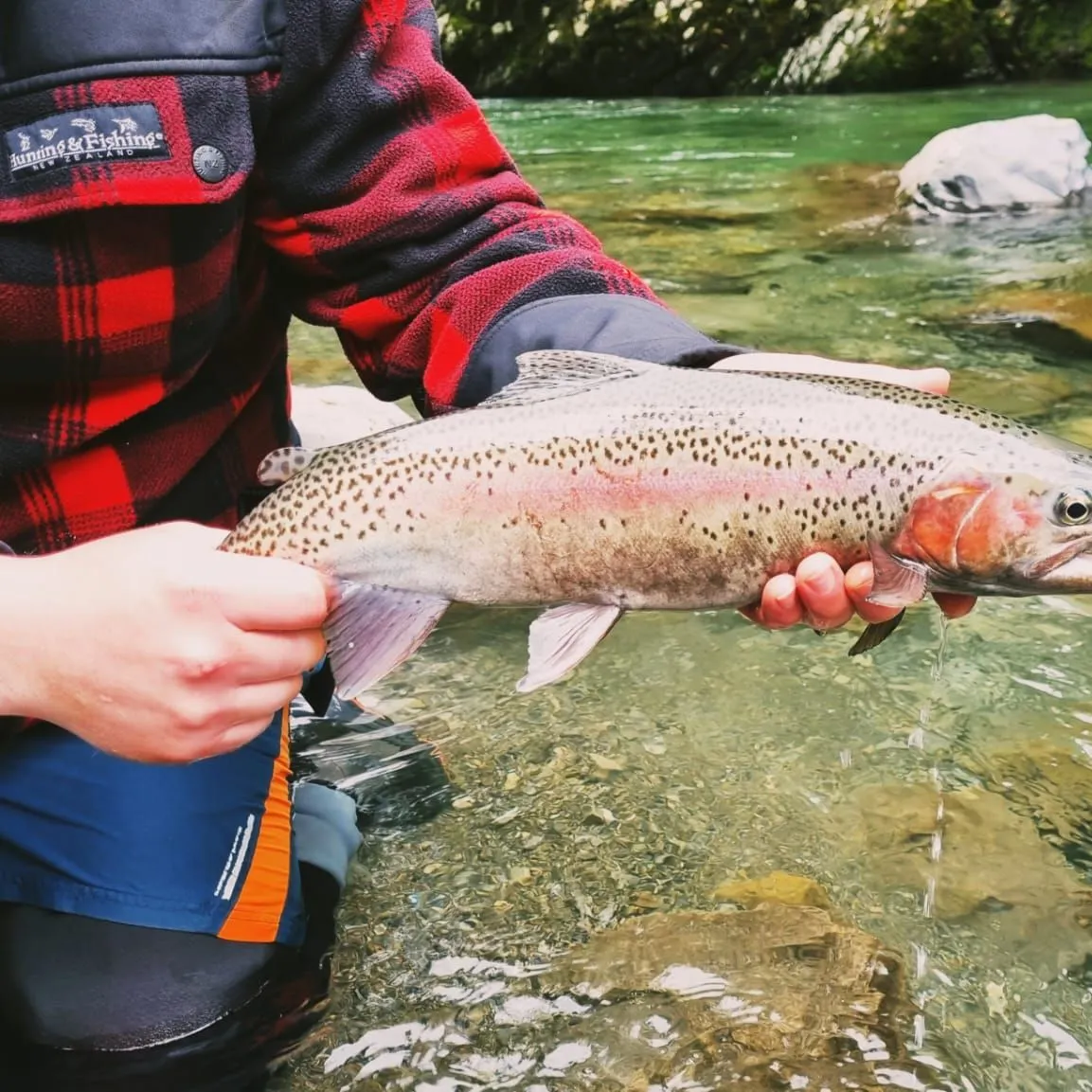 Rainbow trout caught on Fishbrain
