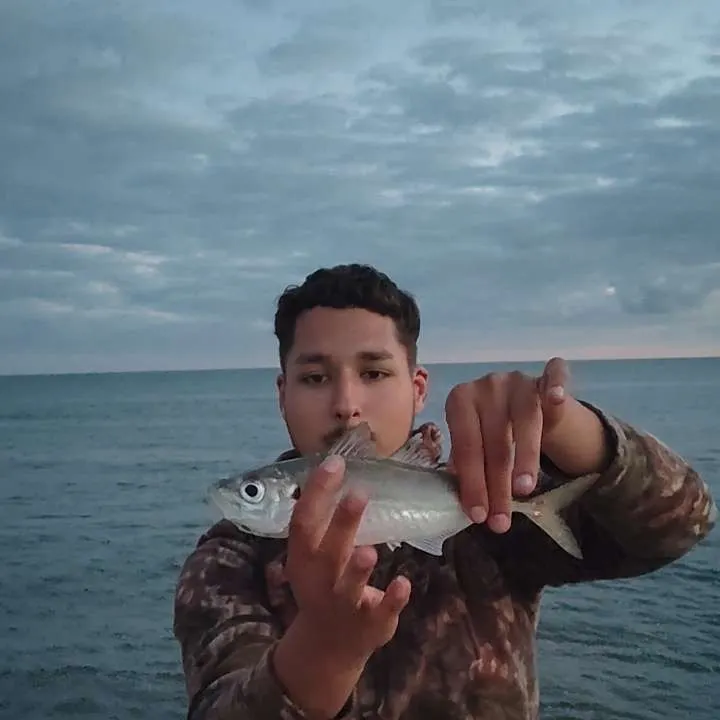 Atlantic horse mackerel caught on Fishbrain