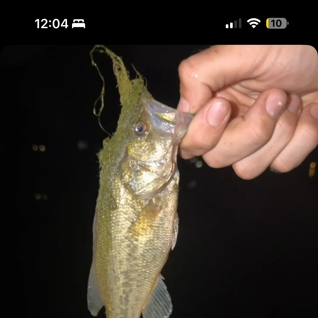recently logged catches
