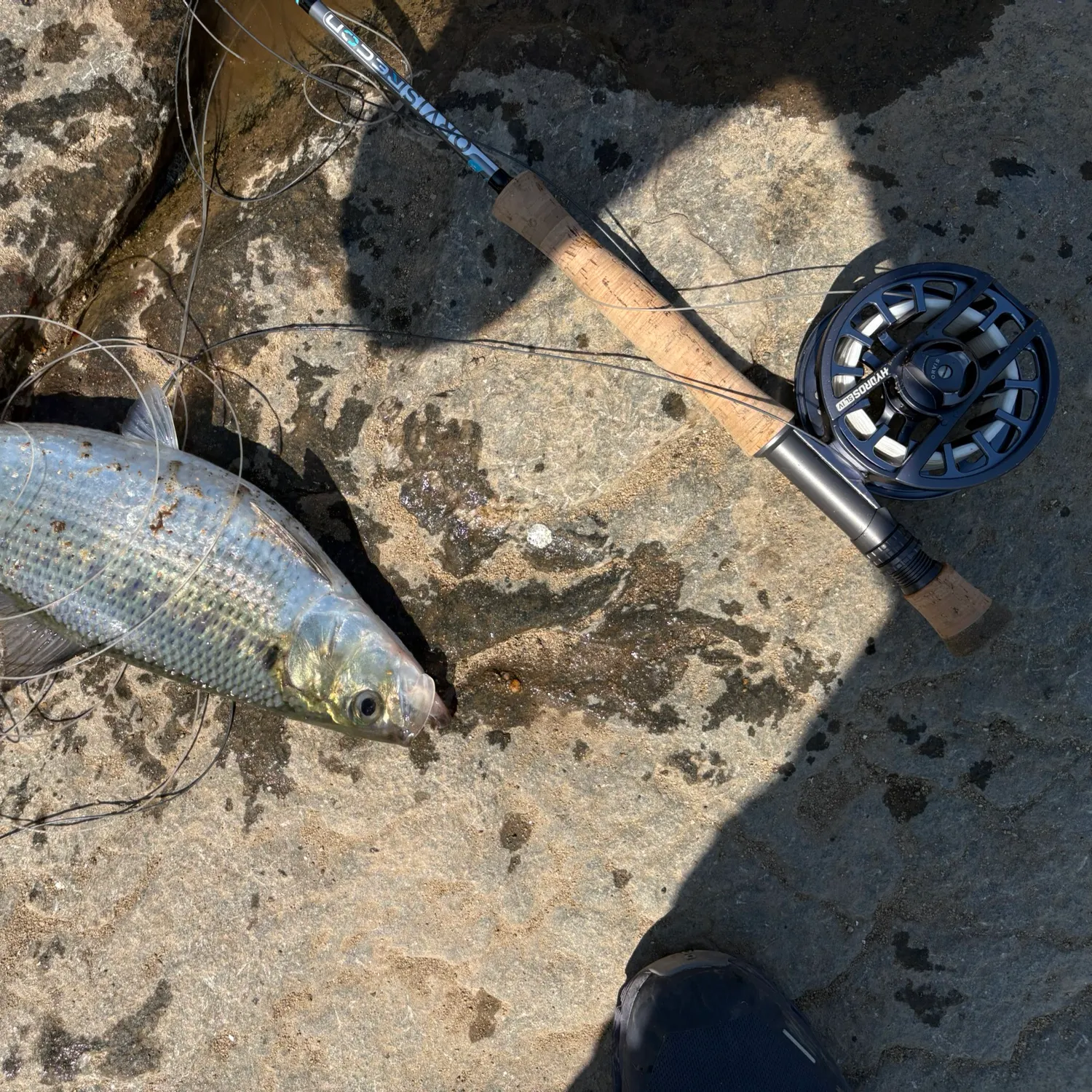 The most recent Hickory shad catches on Fishbrain