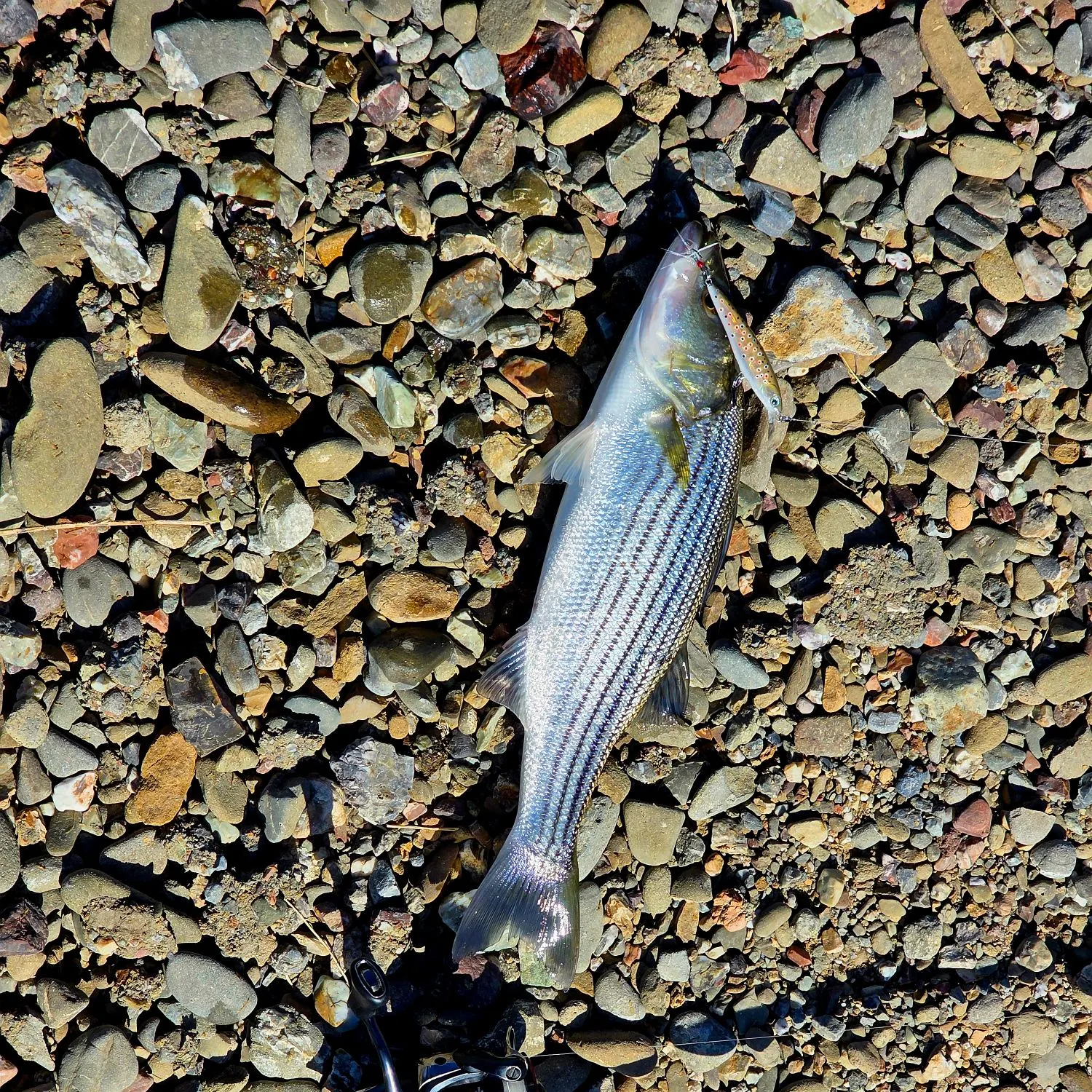 Striped bass caught on Fishbrain