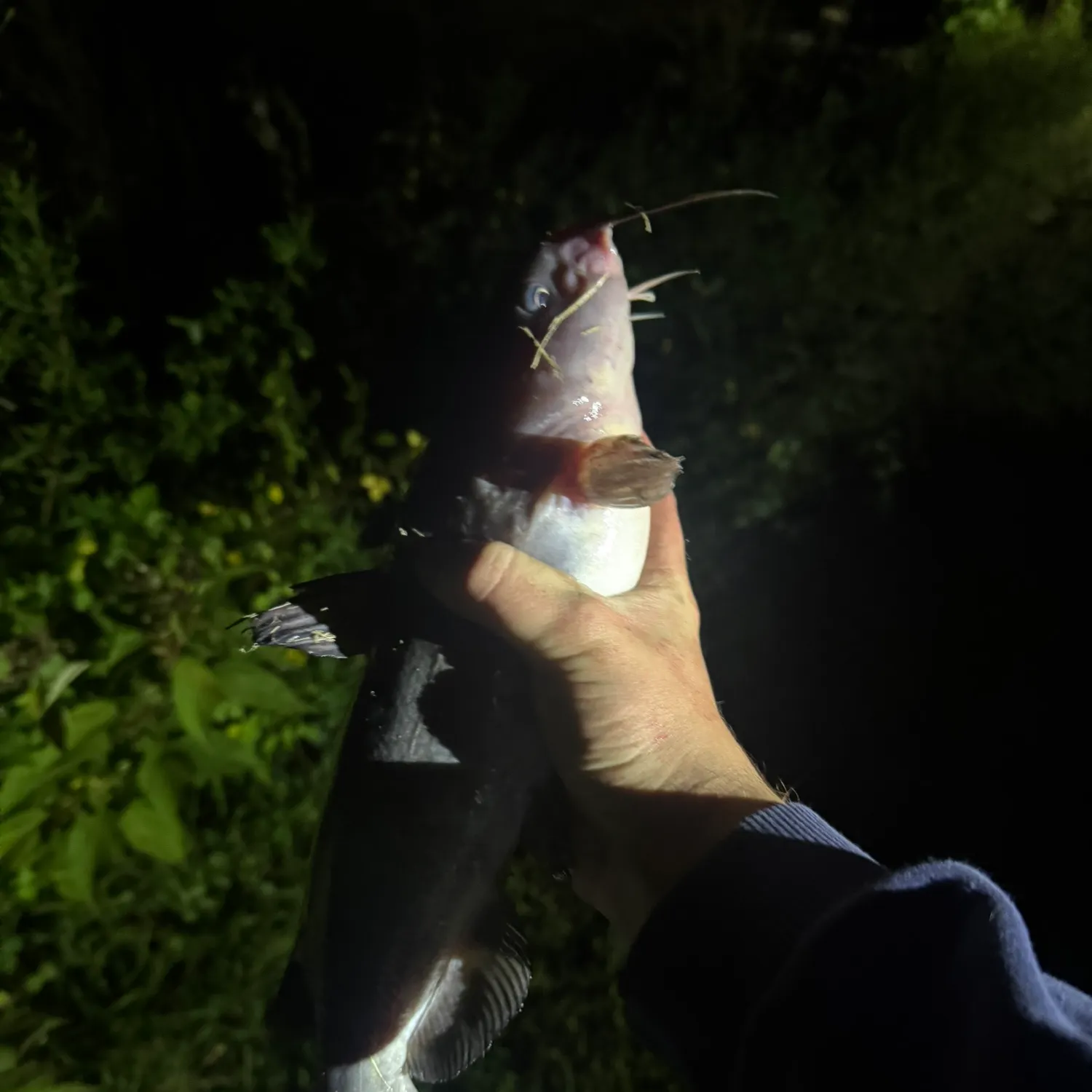 Channel catfish caught on Fishbrain