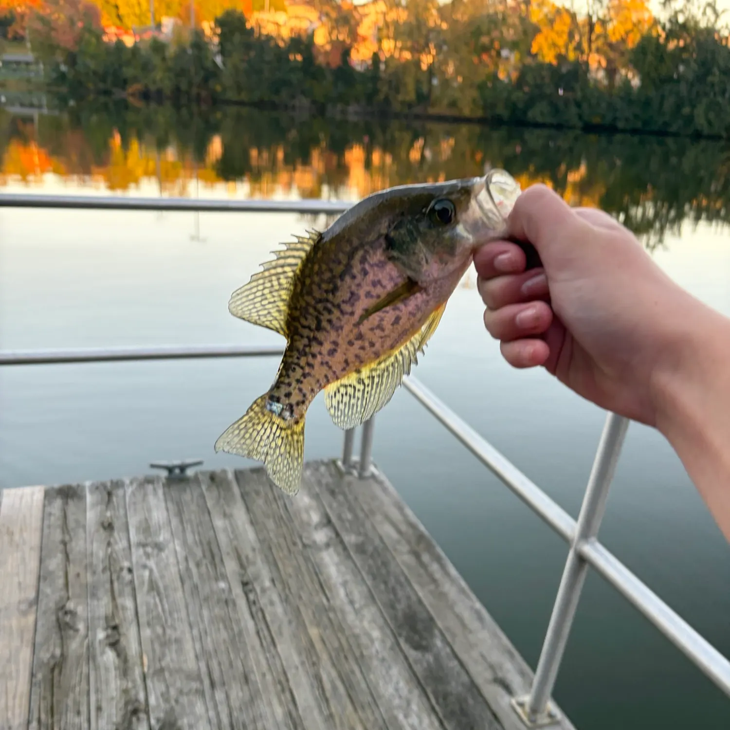 Black crappie caught on Fishbrain