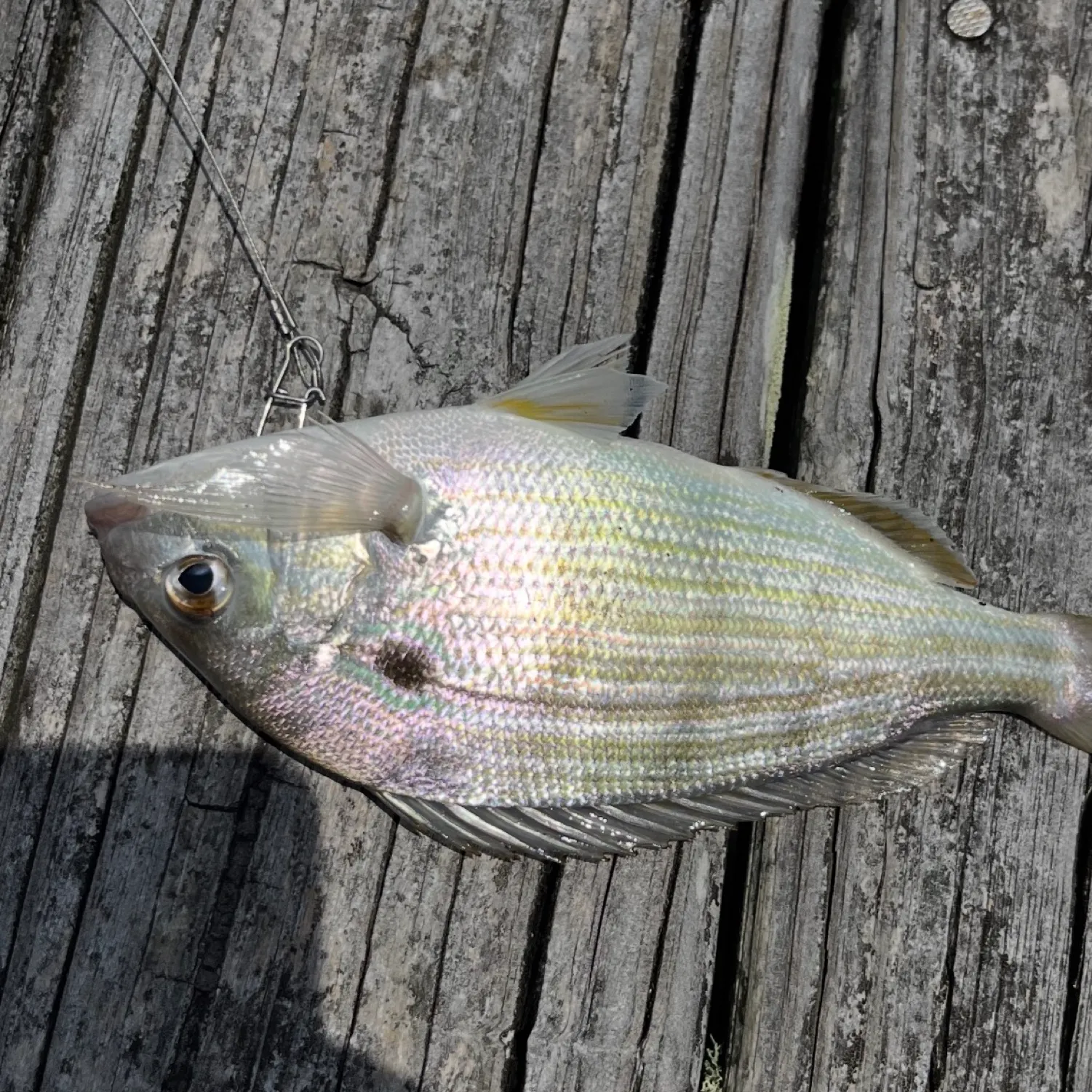 recently logged catches