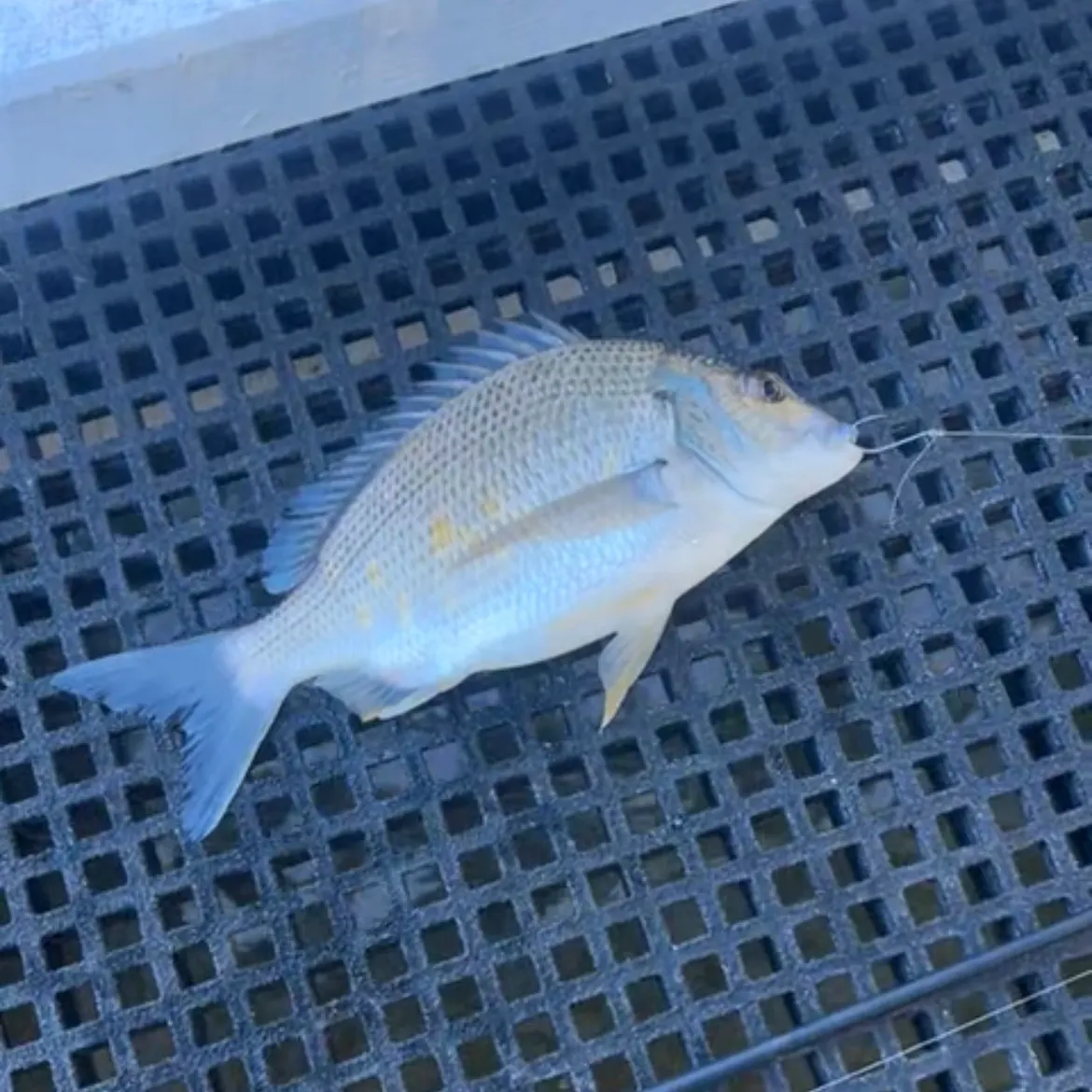 Surf bream caught on Fishbrain