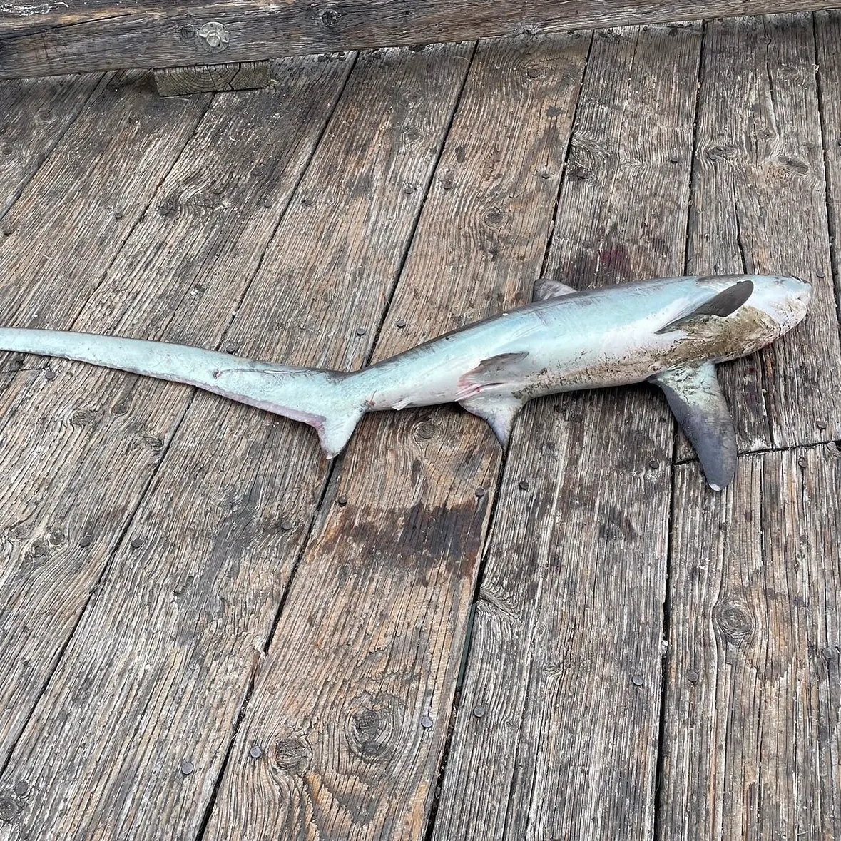 The most recent Common thresher catches on Fishbrain