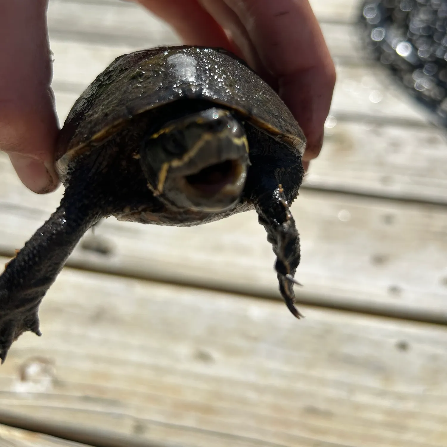 The most recent Eastern musk turtle catches on Fishbrain