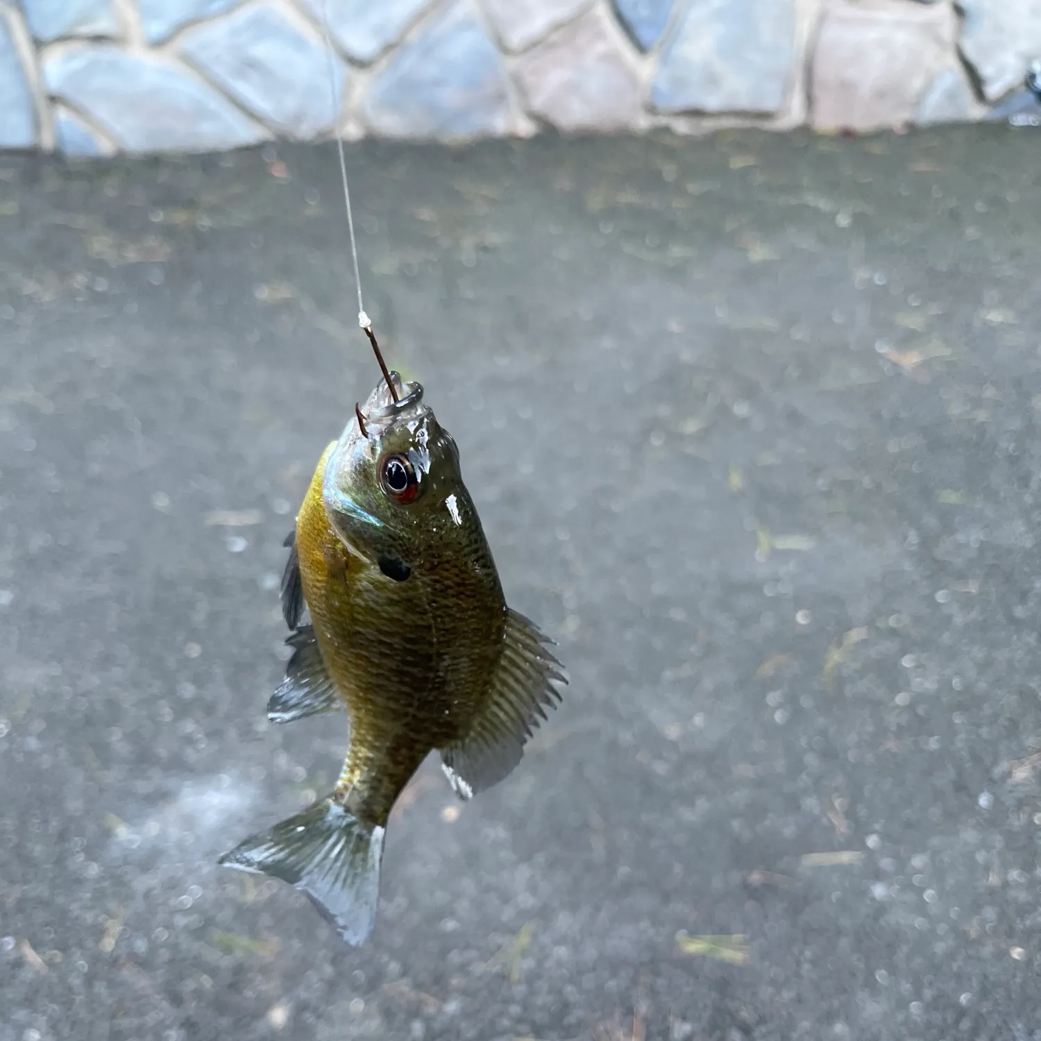 Bluegill caught on Fishbrain
