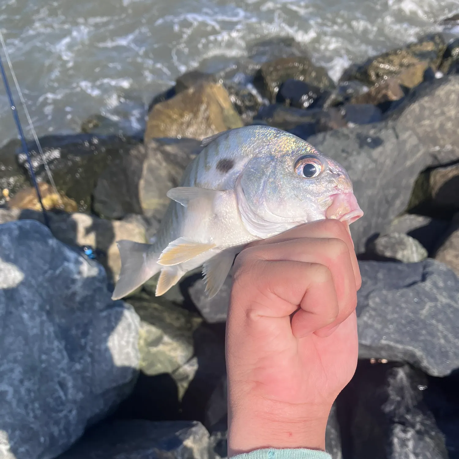 Spot croaker caught on Fishbrain