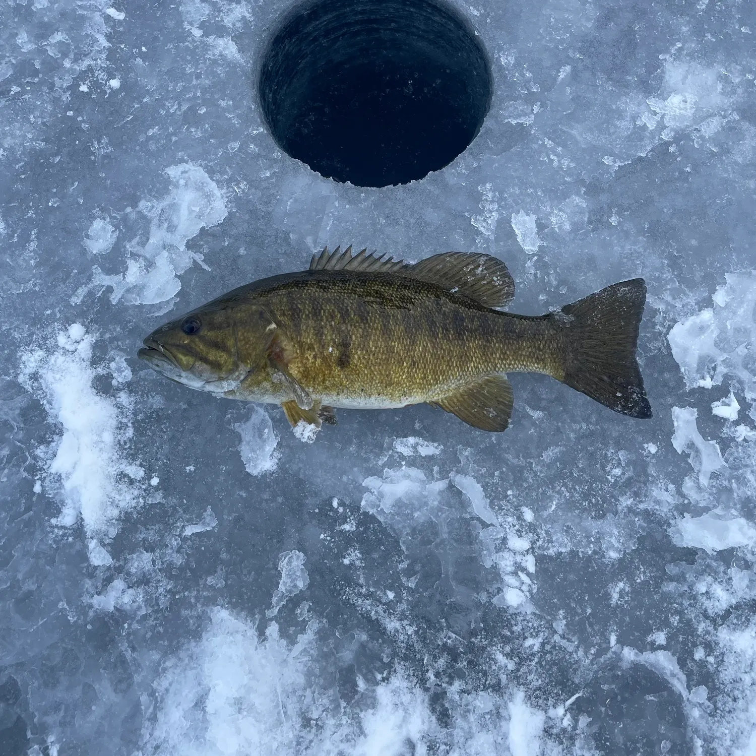 The most recent Smallmouth bass catches on Fishbrain
