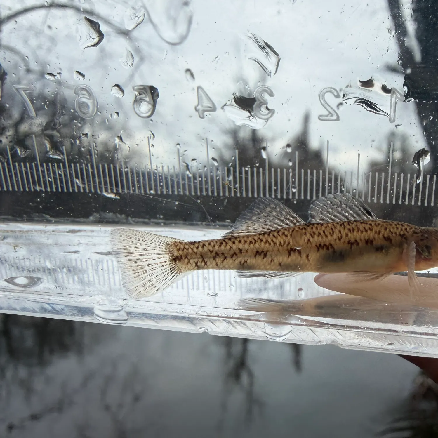 The most recent Northern tessellated darter catches on Fishbrain