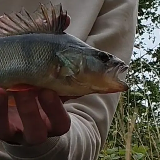 European perch caught on Fishbrain