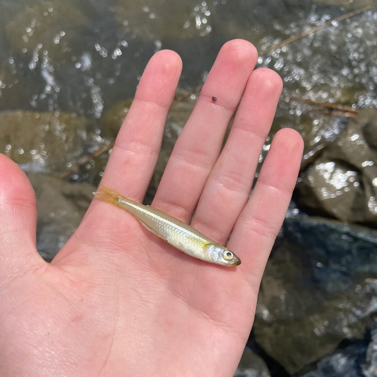 The most recent Brook silverside catches on Fishbrain