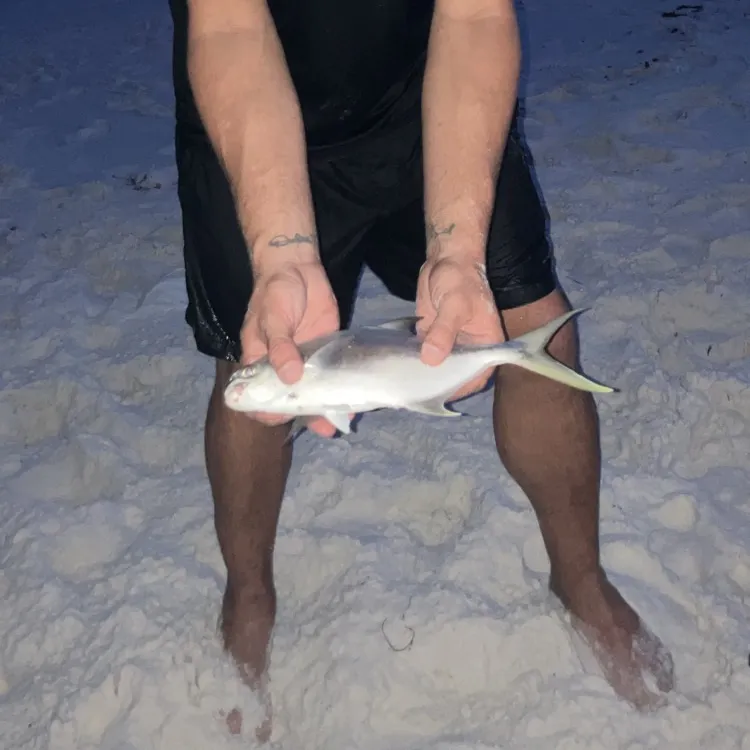 The most recent Florida pompano catches on Fishbrain