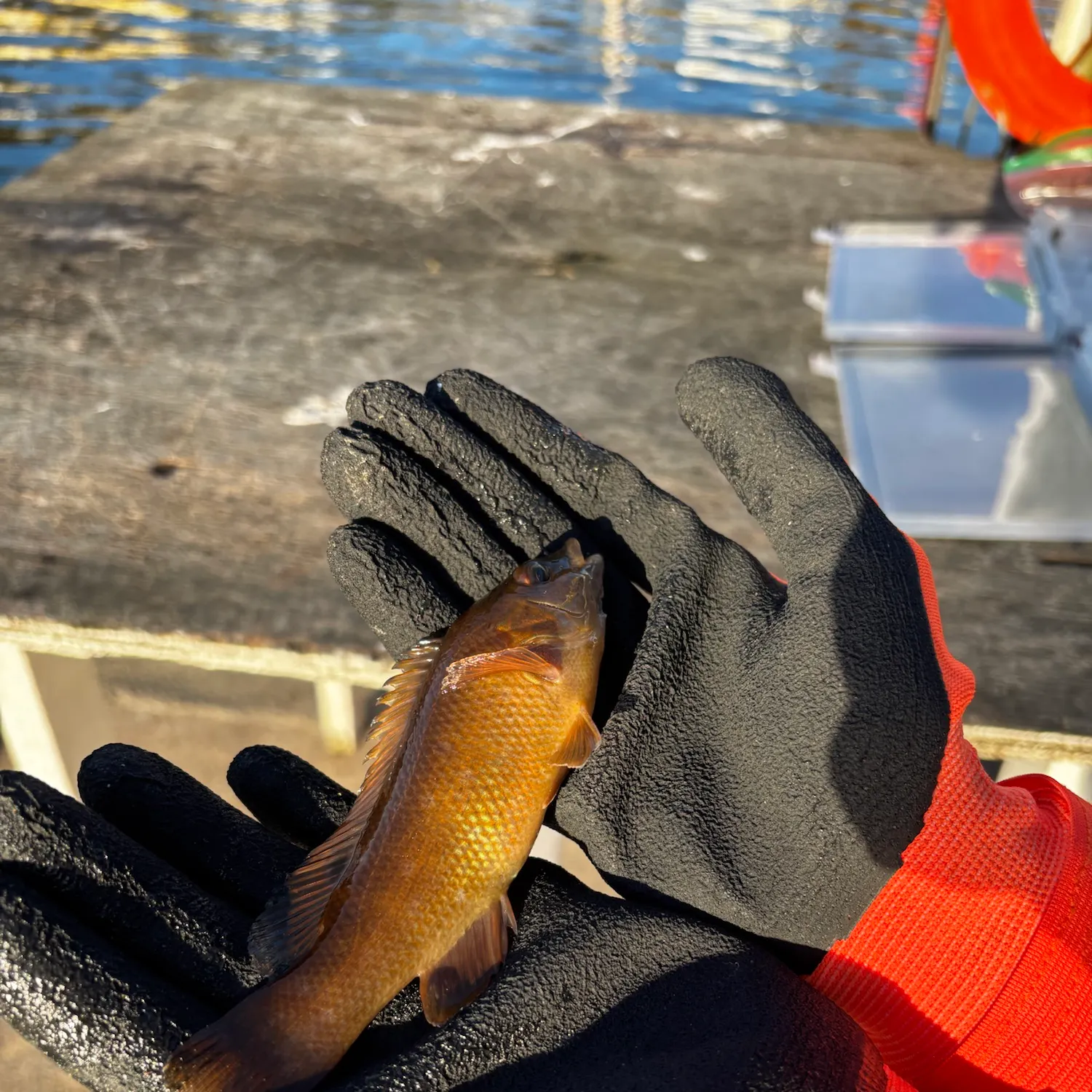 The most recent Cunner catches on Fishbrain