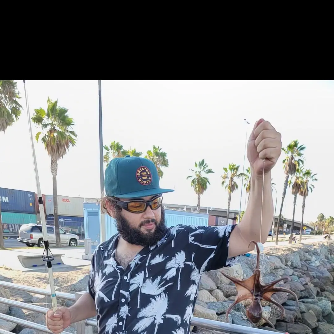 The most recent Common octopus catches on Fishbrain