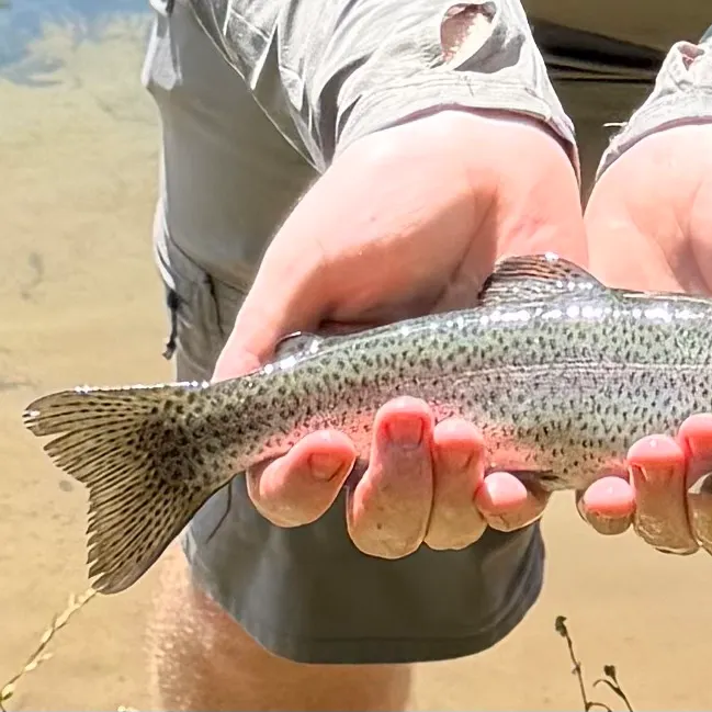 Rainbow trout caught on Fishbrain