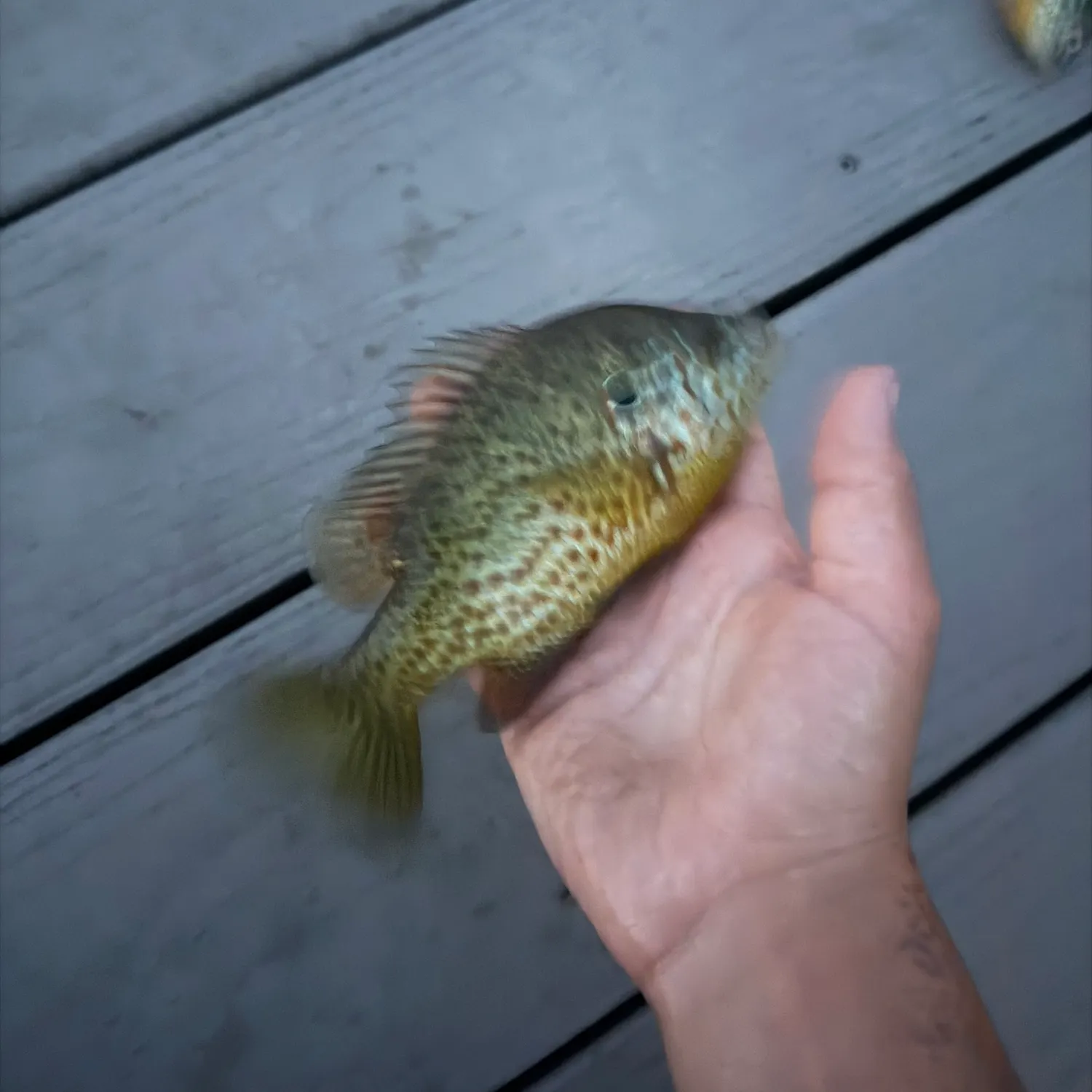 The most recent Warmouth catches on Fishbrain