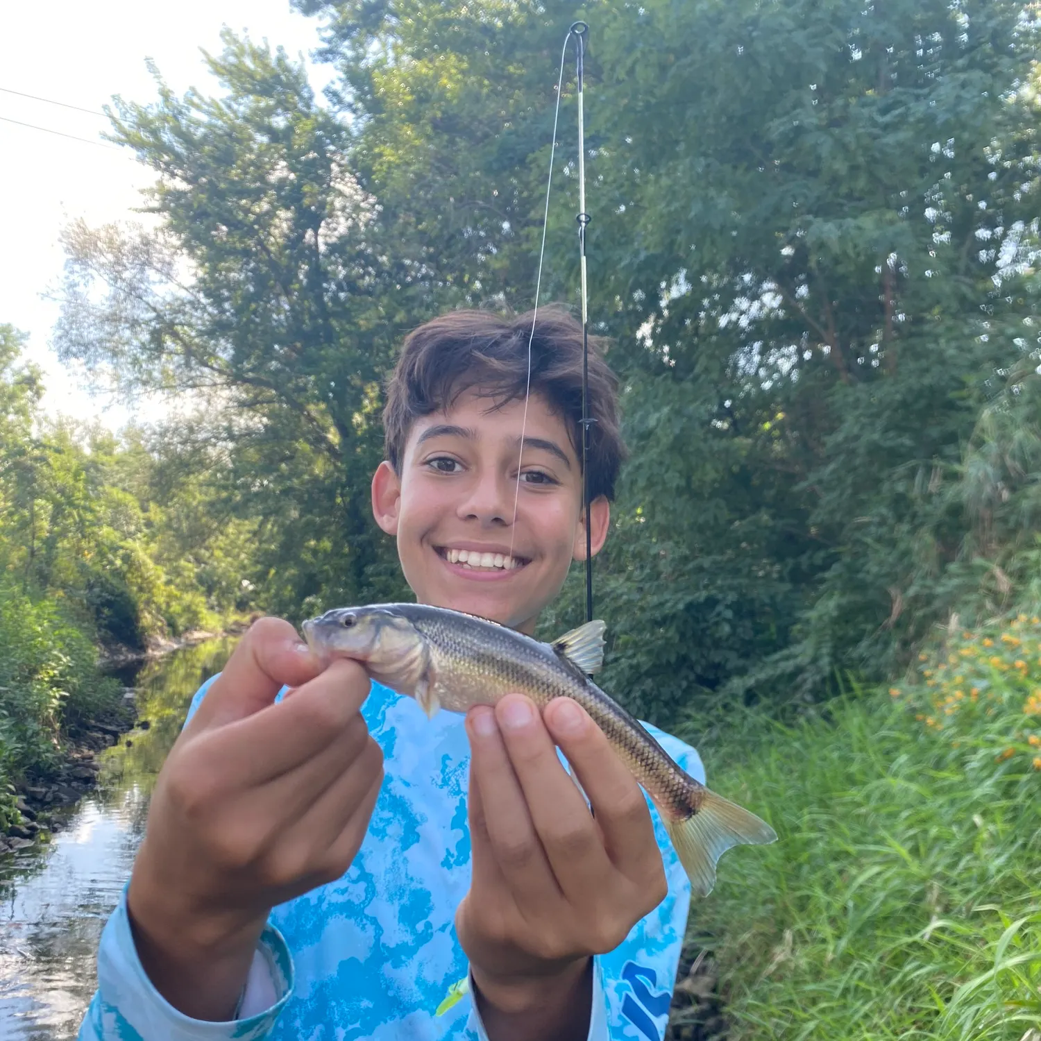Creek chub caught on Fishbrain
