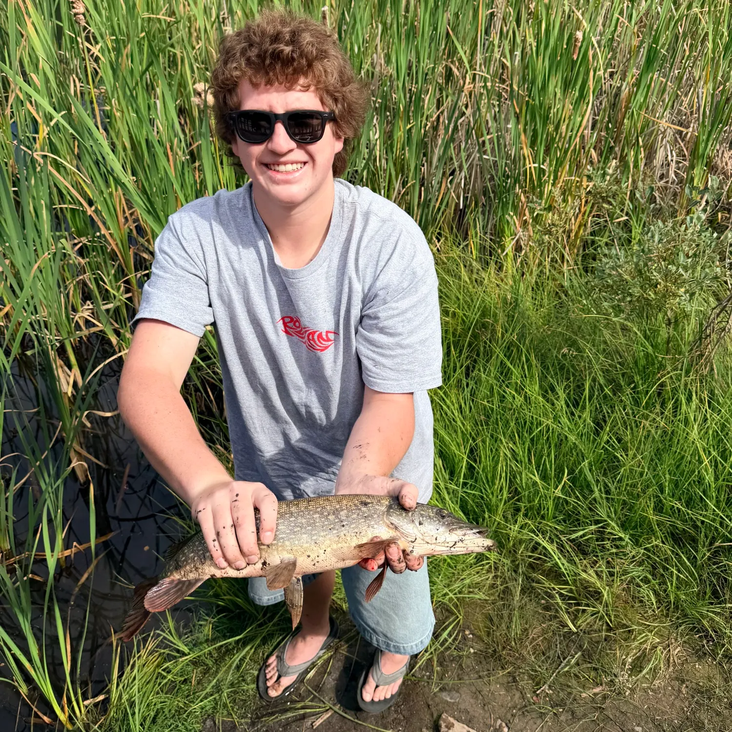 Northern pike caught on Fishbrain