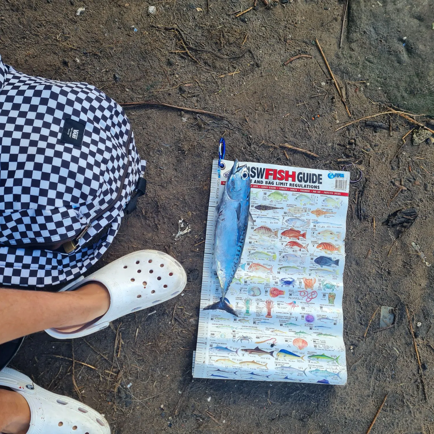 The most recent Frigate tuna catches on Fishbrain