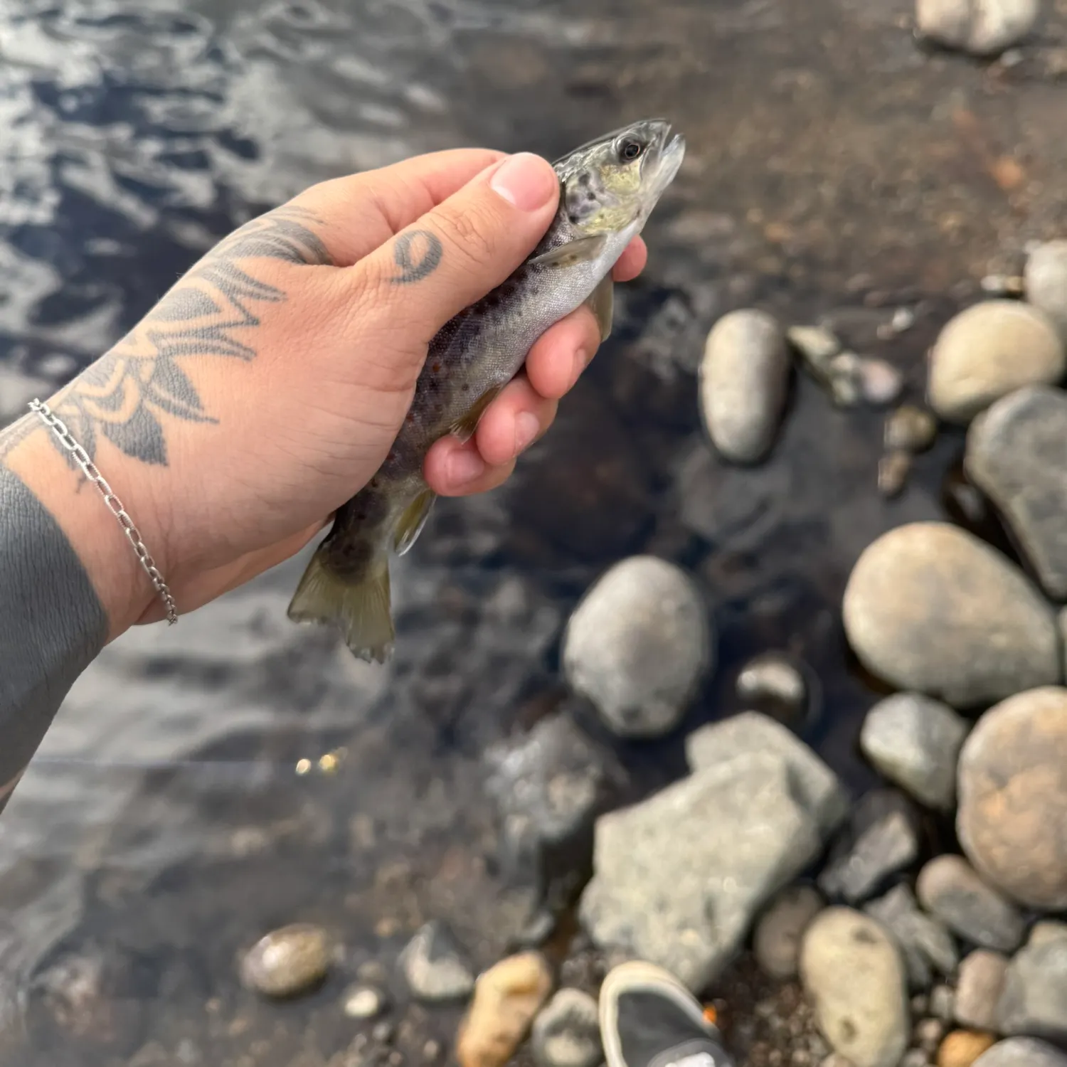 The most recent Lake trout catches on Fishbrain