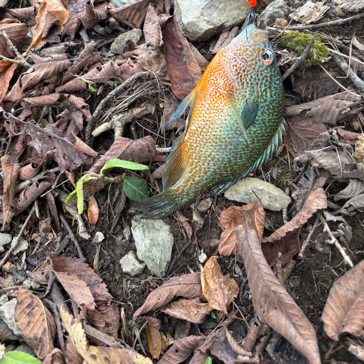 Longear sunfish caught on Fishbrain